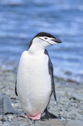 Penguin  Chinstrap