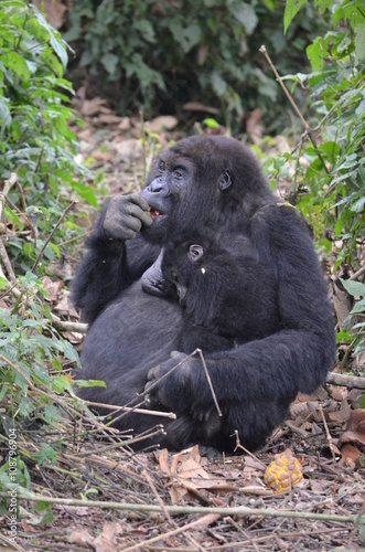 Gorillamutter mit Kind