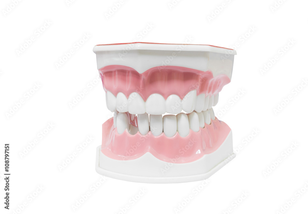 Obraz premium Dental Model of Teeth Isolated on white background clipping path