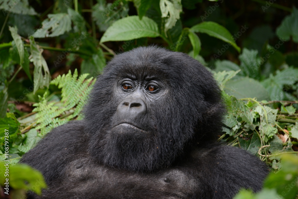 Berggorilla im Virunga Nationalpark Berggorilla im Virunga Nationalpark