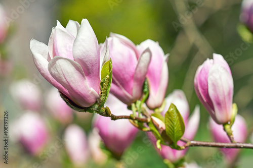 Blüten vom Magnolienbaum in der Sonne im Frühling