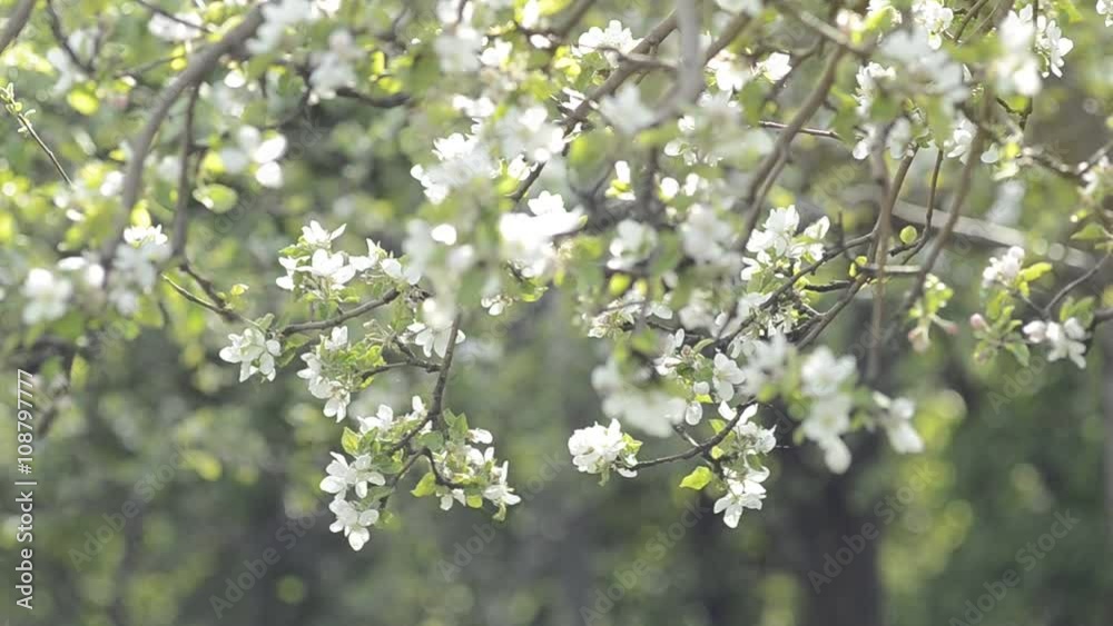 apple tree branch in spring hightlight apple tree branch in spring hightlight