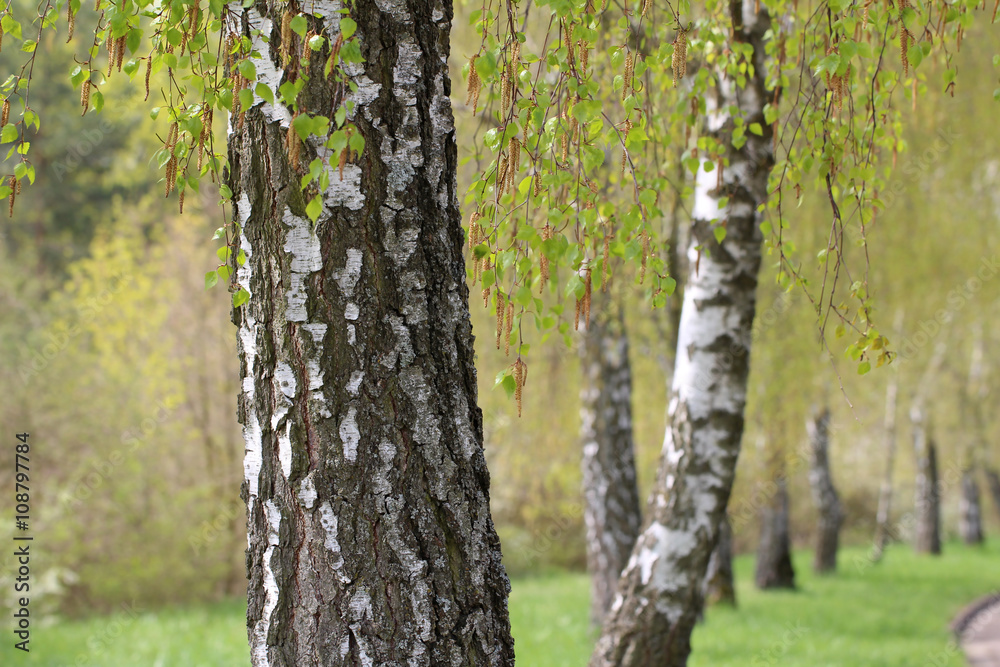 Leaves of birch in forest Leaves of birch in forest