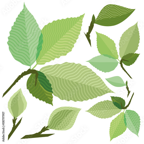 Isolated green leaf of the tree without gradient