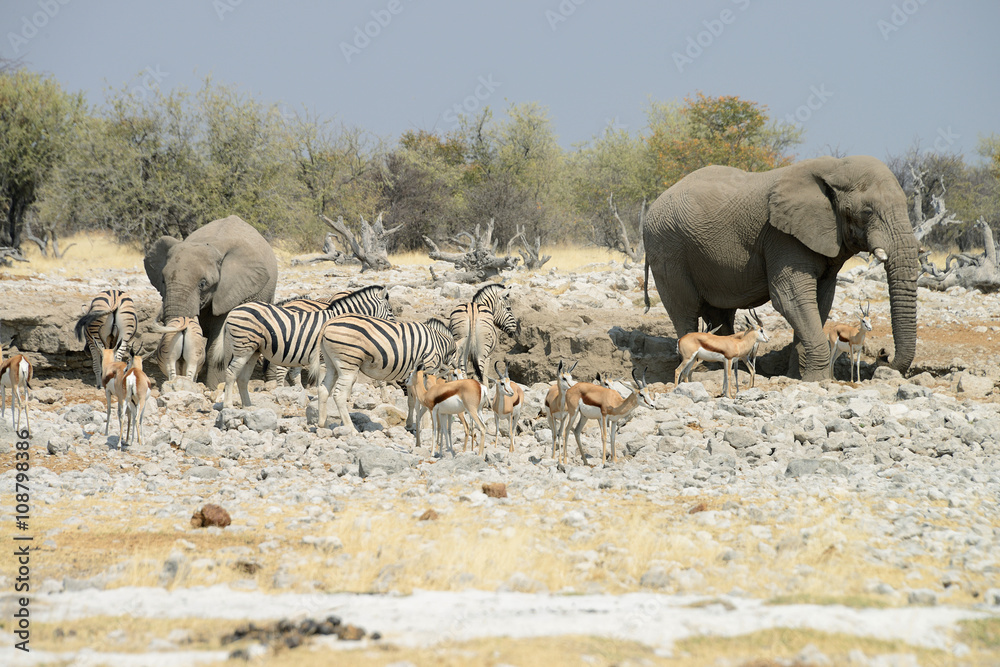 Fototapeta premium Animals at watering hole, Etosha National Park, Namibia