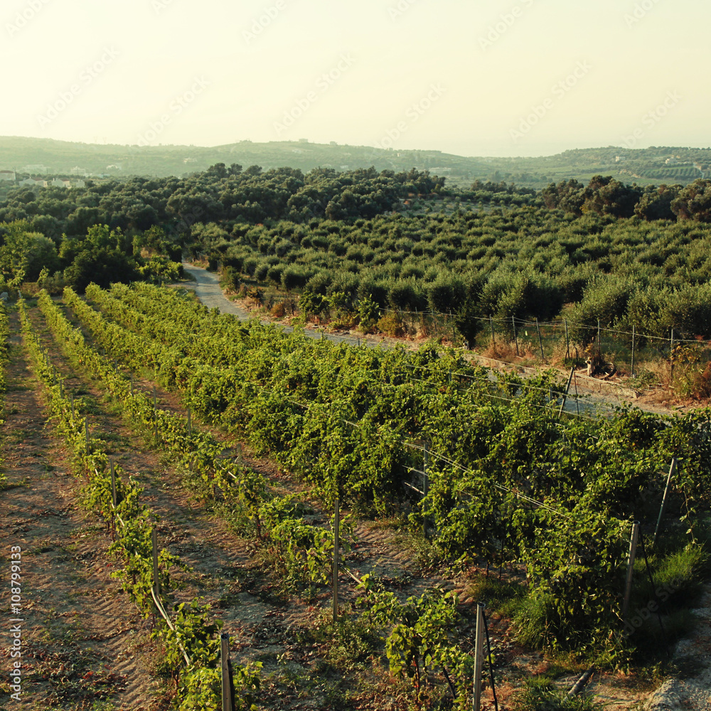 Panoramic landscape of a vineyard in Crete, Greece.