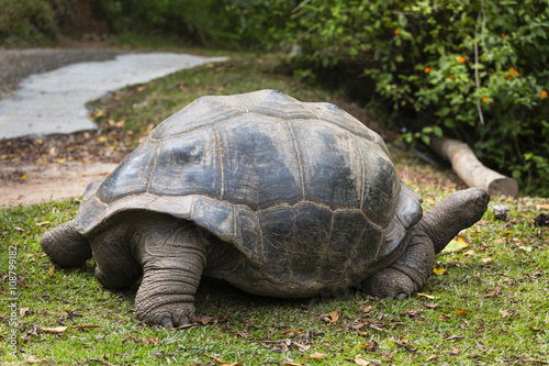 Giant Tortoise, La Digue, Seychelles