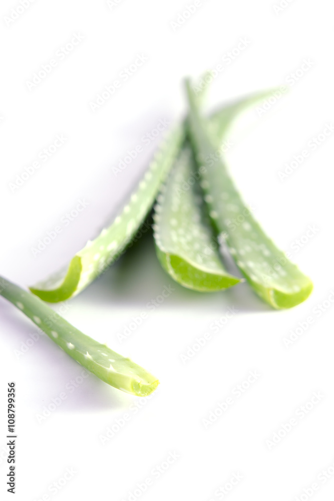 Aloe vera isolated on white background Aloe vera isolated on white background