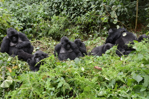 Gorillafamilie (groß)