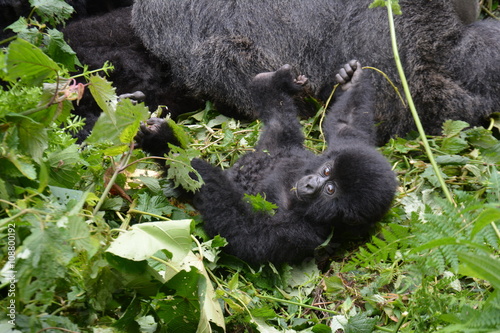 Gorillababy beim Spielen photo