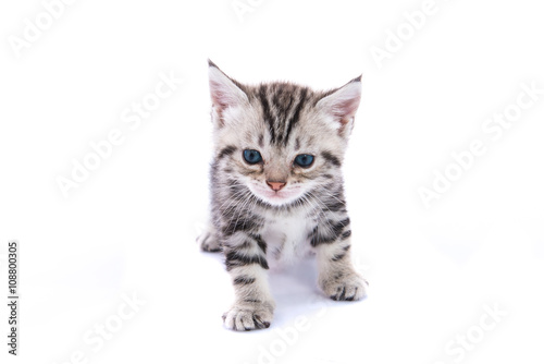 Cute american shorthair cat isolated
