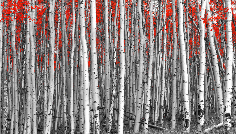 Red leaves in a black and white forest landscape