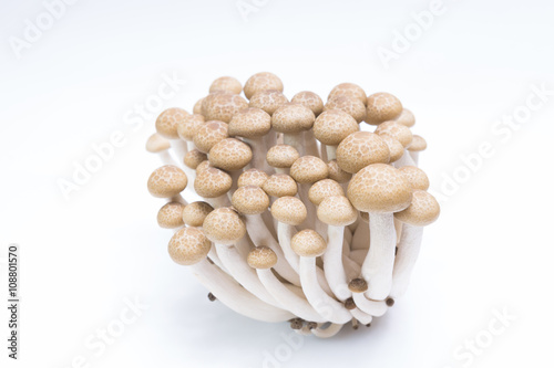Brown beech mushrooms ( Buna Shimeji) isolated on white