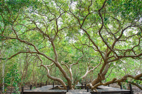 Tableau sur toile Flooded trees in mangrove rain forest in thailand
