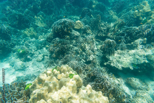 hard coral of underwater sea
