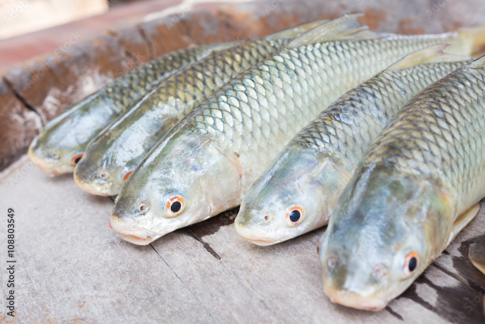 Freshwater fishes susceptible host of opisthorchis viverrini Freshwater fishes susceptible host of opisthorchis viverrini