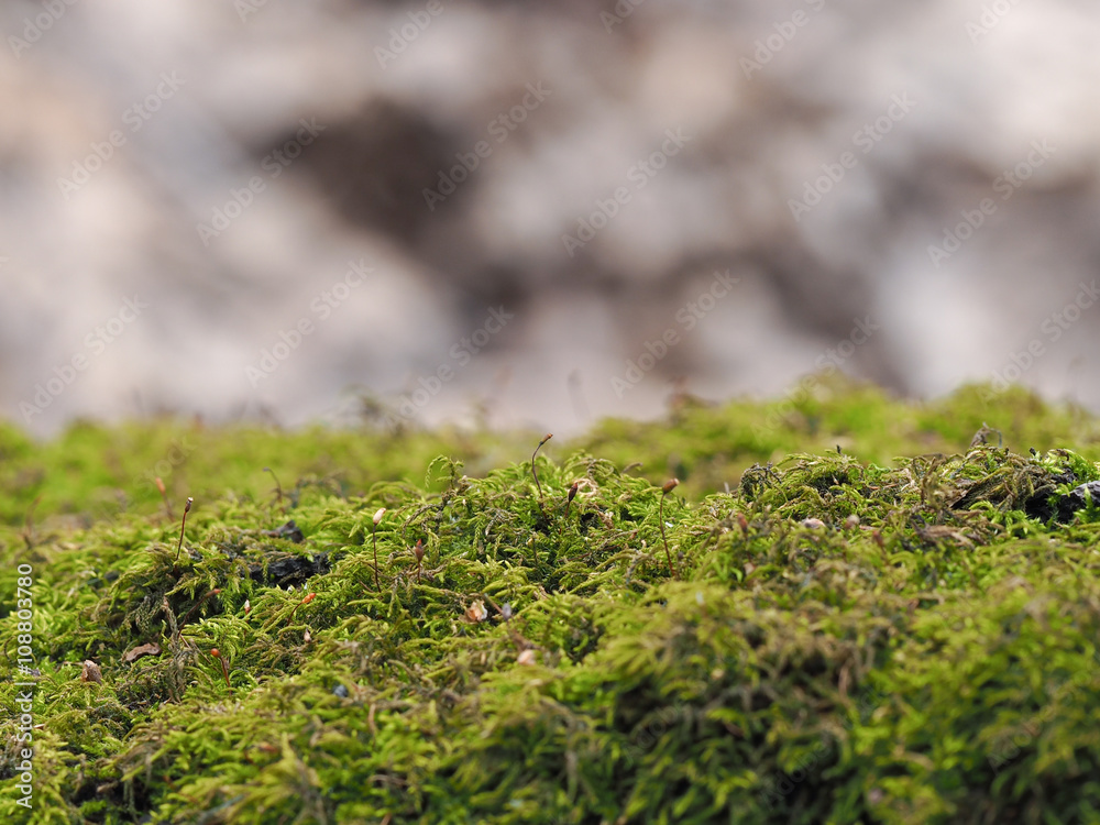 Green moss in the forest. Beautiful background Green moss in the forest. Beautiful background