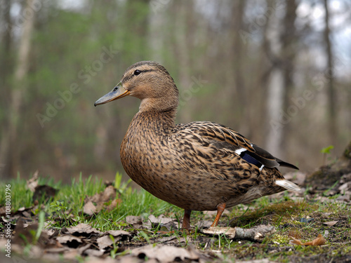 Duck walks in the woods. Spring. Portrait of duck 