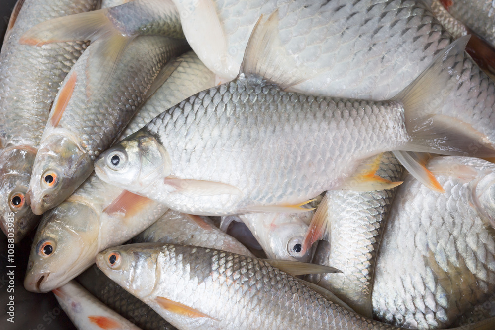 Freshwater fishes susceptible host of opisthorchis viverrini Freshwater fishes susceptible host of opisthorchis viverrini