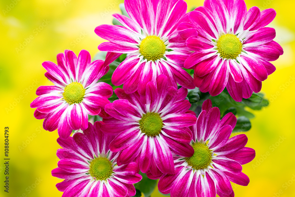 Pink chrysanthemum on yellow backgrounds. Pink chrysanthemum on yellow backgrounds.