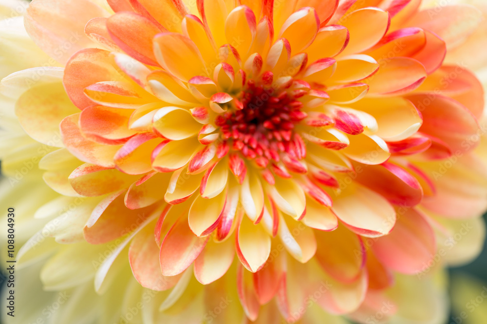 Dahlia flowers close up for yellow background. Dahlia flowers close up for yellow background.