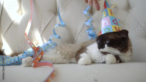 Cute cat wearing a party hat relaxing on an sofa