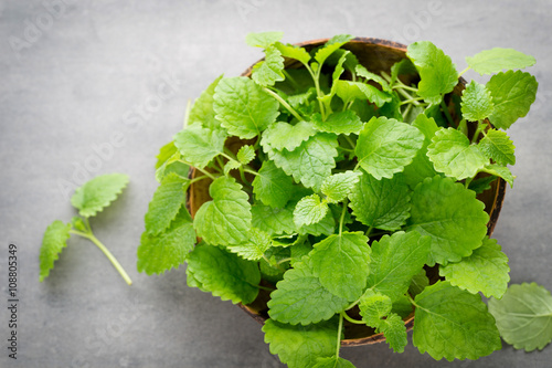 Fresh raw mint leaves on gray background.