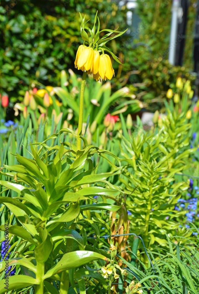 Fototapeta premium Kaiserkrone im Garten