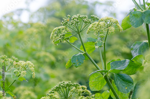 Alexanders (Smyrnium olusatrum) plant in flower. Pungent plant in the family Apiaceae, with pale green and white flowers photo