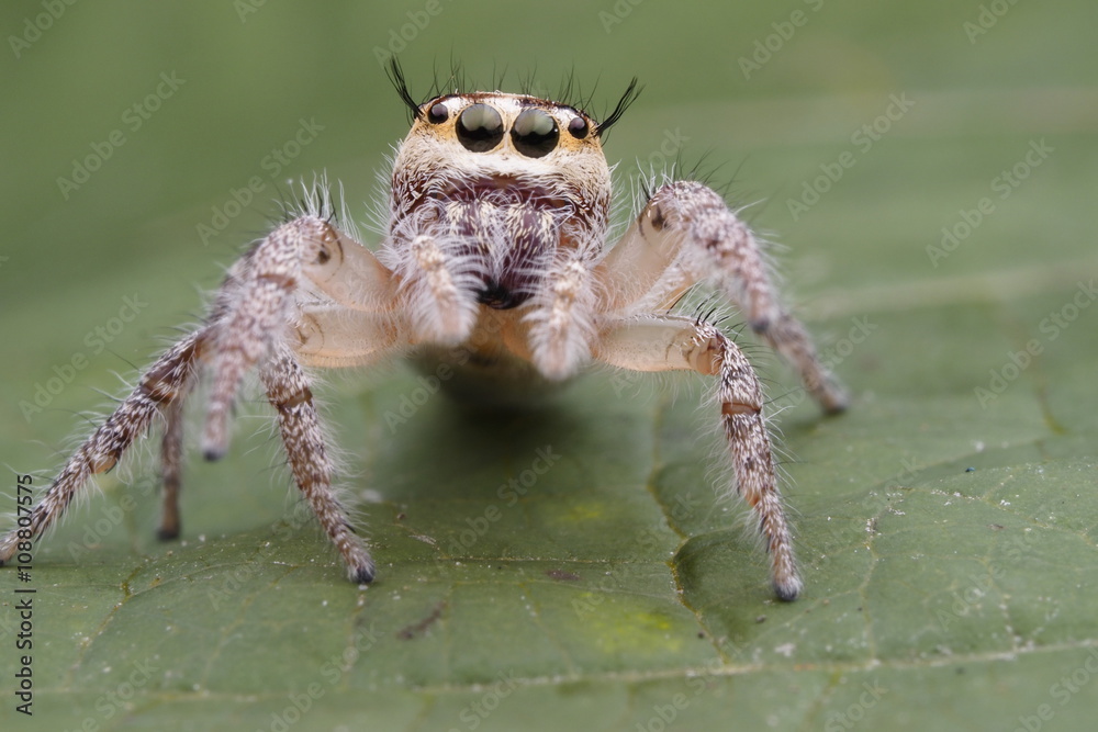 Spider jumping OLYMPUS DIGITAL CAMERA Spider jumping OLYMPUS DIGITAL CAMERA