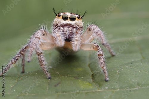 Spider jumping OLYMPUS DIGITAL CAMERA