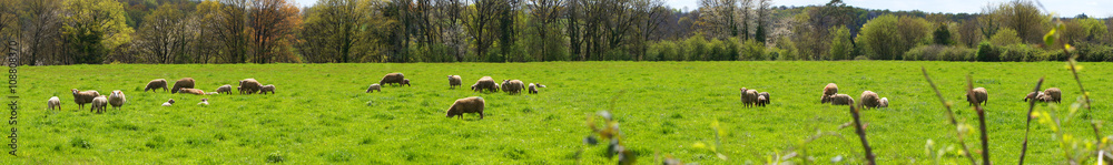 Fototapeta premium troupeau de moutons et agneaux