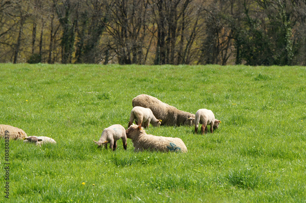 troupeau de moutons et agneaux troupeau de moutons et agneaux