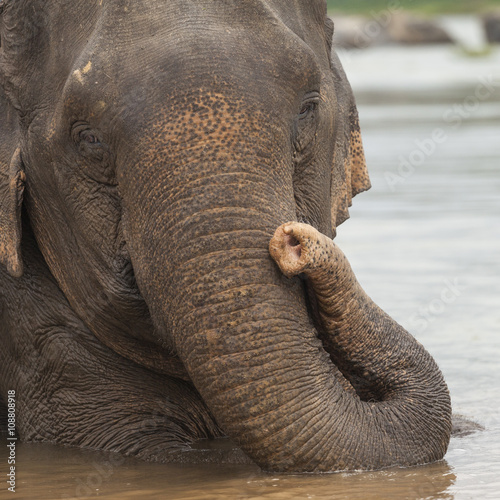 Asian elephant bathing in the water. Close up portrait