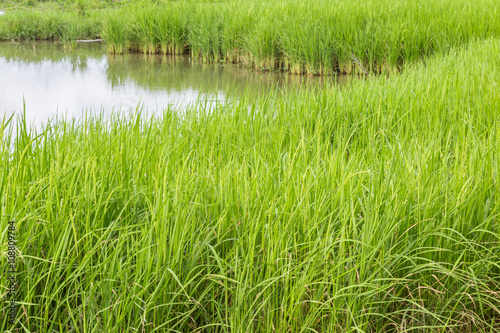 Rice Paddy Field in thailand. Very Shallow Focus.