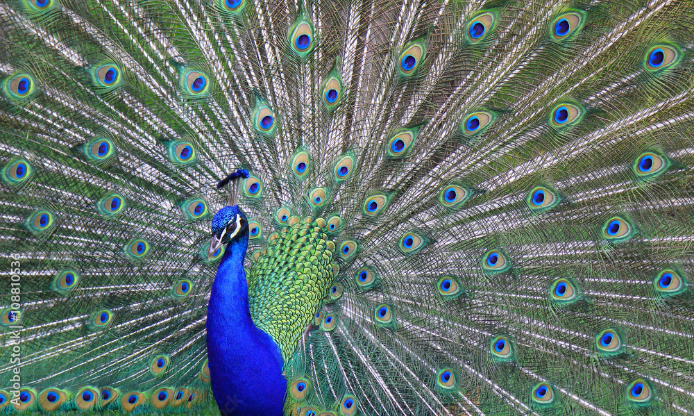 Naklejka premium Ein Rad schlagender Pfau.