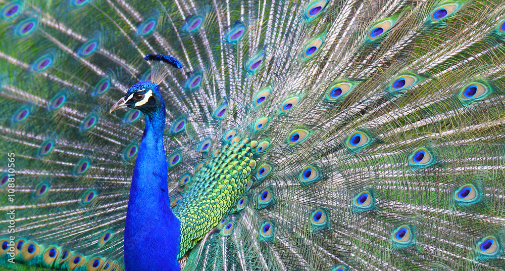 Fototapeta premium Ein Rad schlagender Pfau.