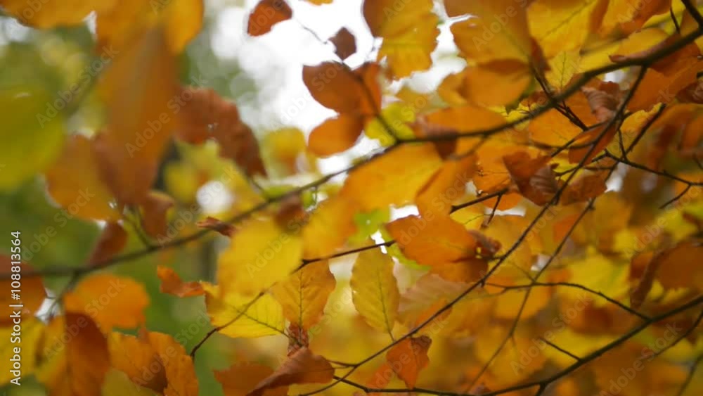 Autumn leaves swaying in the wind. Shallow depth of field Autumn leaves swaying in the wind. Shallow depth of field
