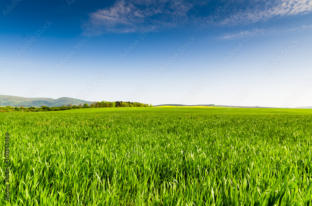 Green field and blue sky Green field and blue sky