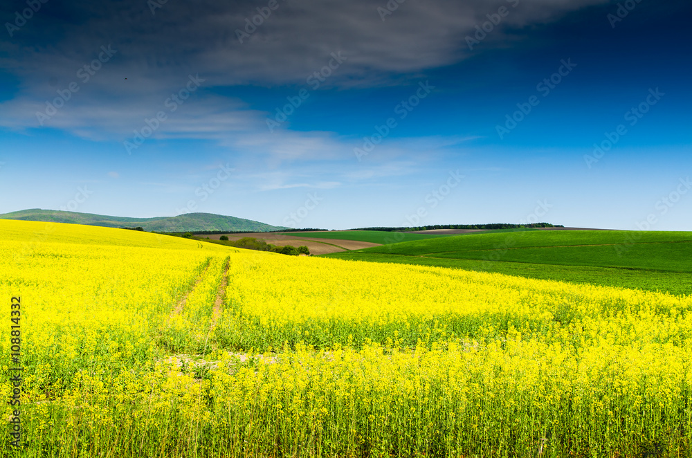 Yellow oilseed rape field under the blue sky with sun