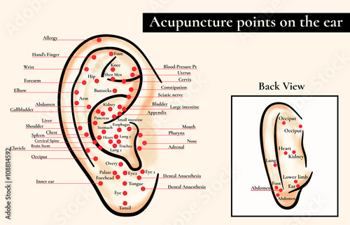 Reflex zones on the ear. Acupuncture points on the ear. Map of acupuncture points (reflex zones) on the ear. 