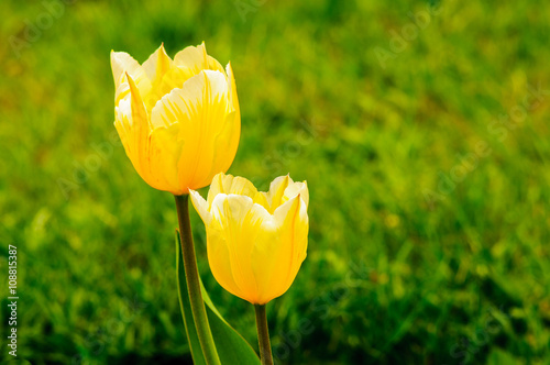 Dwa tulipany  Sweetheart © Ralfik D