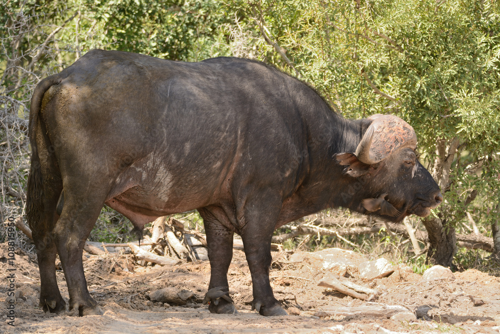 Lone African Buffalo bull resting in the shade to cool down from the hot midday African sunshine Lone African Buffalo bull resting in the shade to cool down from the hot midday African sunshine