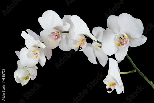 Fototapeta Naklejka Na Ścianę i Meble -  White Orchid on a black background
