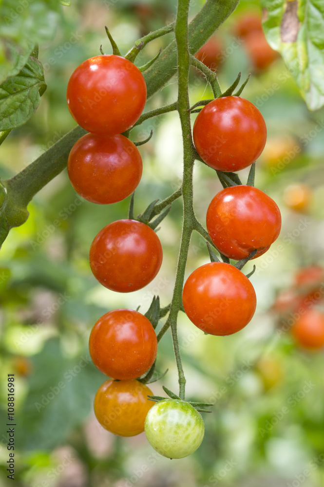 Cherry tomato harvest