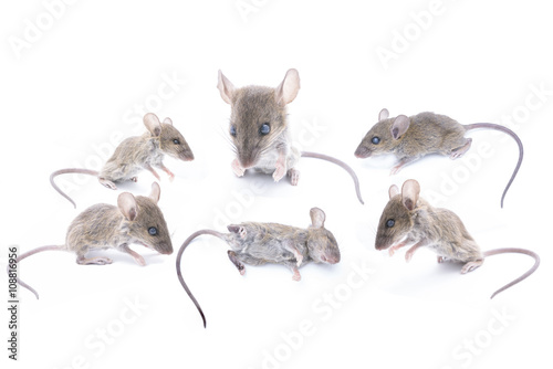 grey rat collection isolated on a white background.