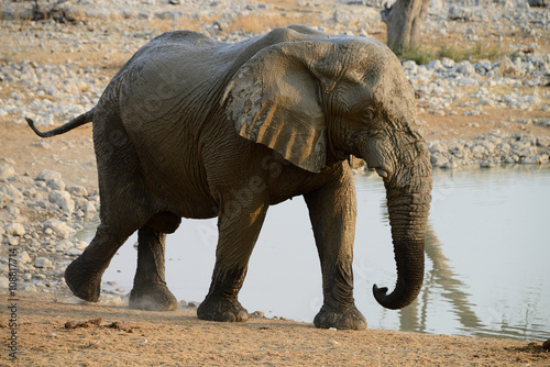 Elephants  Etosha National Park  Namibia