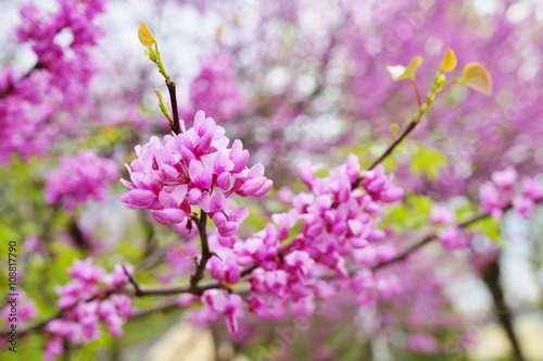 A redbud, or cercis, tree with pink flowers