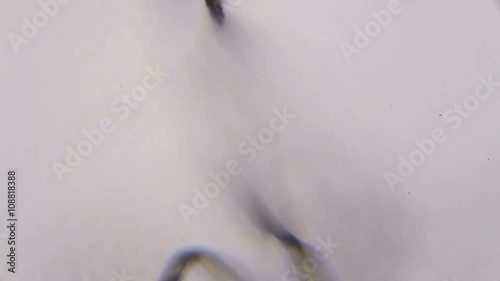 Abstract smooth flowing black line on white background - Extreme close up with focus changes.