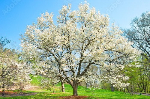 Blossom magnolia tree